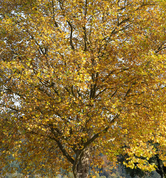 Platane à feuilles d'érable ou platanus hispanica à houppier large aux couleurs d'automne