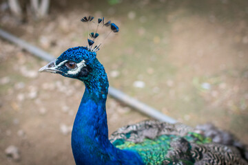 Obraz premium Male Indian peafowl (Pavo cristatus) peacock native to the Indian subcontinent