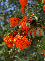 Vibrant ripe orange red rowan berries on a rowan tree branches bottom up view, beautiful colorful rowan berries in summer autumn garden
