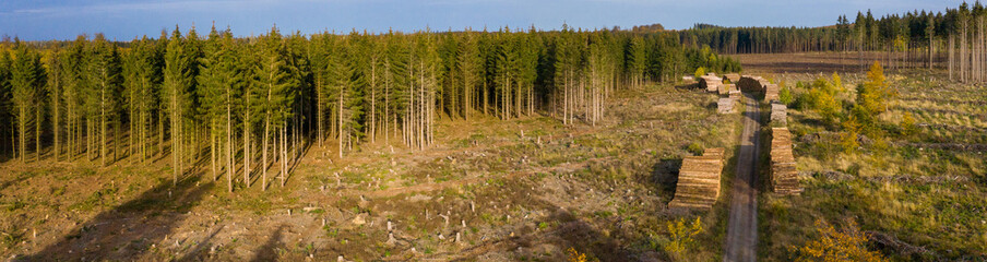 Baumsterben Harz gerodete Waldflächen