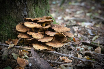 Champignons