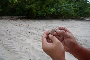 human had holding very small white ghost crab on sand beach