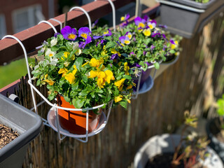 Flowerpot with spring flowers viola cornuta in vibrant violet and yellow color, purple pansies in the pot hanging on a balcony fence