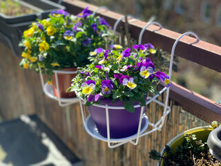 Fototapeta Decorative flower pots with spring flowers viola cornuta in vibrant violet and yellow color, purple pansies in the pot hanging on a balcony fence obraz
