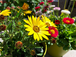 Beautiful blooming cap marguerite daisies in vibrant yellow color close up in spring-summer balcony garden, floral wallpaper background