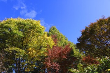 信州小布施町秋の木々と青空