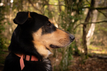 Chien et fôret