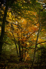 Obraz premium Arbre jaune automne