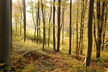 Fototapeta na wymiar Autumn beech forest on the mountain slope during sunset