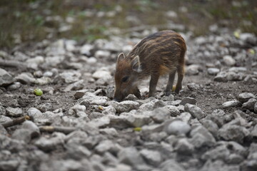 Wildschwein