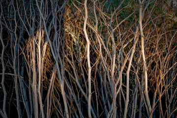 close up of dry branch of tree