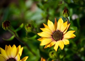 yellow flower in the garden
