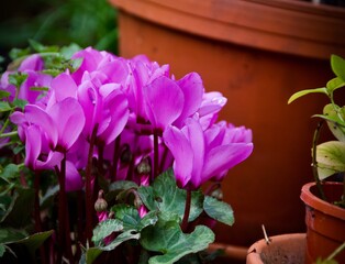 Pink Cyclamen
