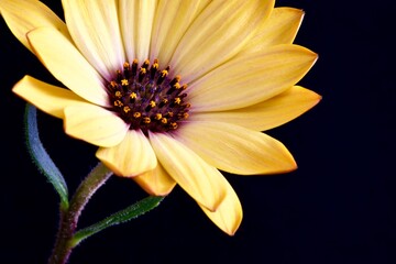 Yellow Cape Daisy on Black background

