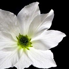 Fototapeta na wymiar White Flower Petals with Green on Black