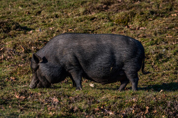 Hängebauchschwein auf der Weide