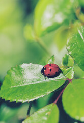 ladybird sitting on a green rose plant leaf, macro color picture