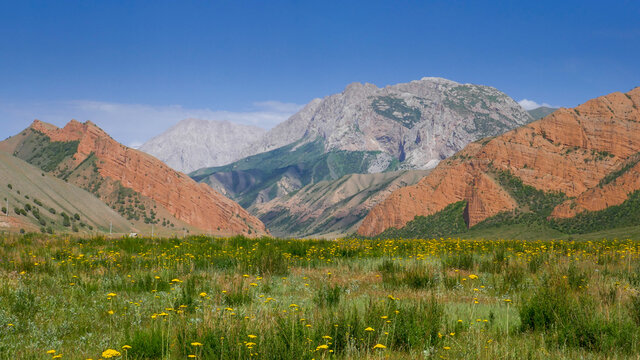 View of the Alay or Alai mountain range in southern Kyrgyzstan in the Gulcha valley on the road between Sary Tash and Osh with yellow wild flowers in the foreground