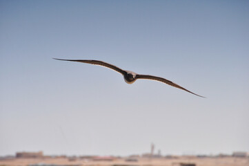 seagull in flight