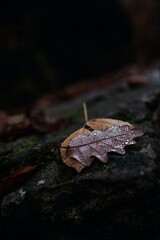 Tiny miracle