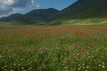 A landscape view of Piana di Castelluccio, Umbria, Italy covered in  red poppies and purple lentil flowers against the green rolling hills, taken from the down on the Piana against an overcast sky.