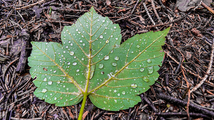 Eichenblatt mit Regentropfen