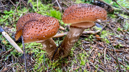 Dunkler Hallimasch, Pilz