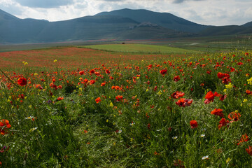 A view of Piana di Castelluccio covered in  red poppies against the green rolling hills, taken from the down on the Piana against an overcast sky.