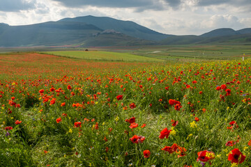 A view of Piana di Castelluccio covered in  red poppies against the green rolling hills, taken from the down on the Piana.