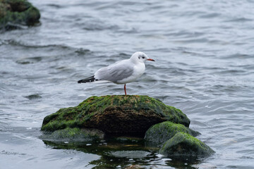 Lonely seagull standing on a rock in the sea. Cold winter sea