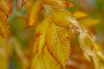 Obraz premium Tree branch with autumn leaves. Autumn background