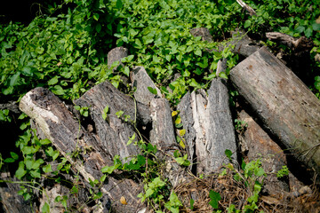 old wooden fence with moss