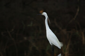 little egret are looking for food in rivers or lakes
