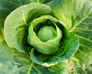 Fototapeta premium Natural organic green cabbage growing on a ground in a garden. For farmers market ads, seeds packaging or catalogue, specific website illustration etc