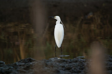 little egret are looking for food in rivers or lakes