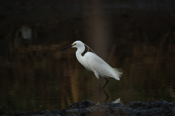 little egret are looking for food in rivers or lakes