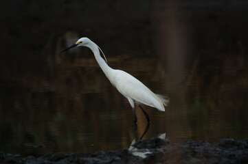 little egret are looking for food in rivers or lakes