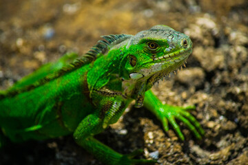 Lizard