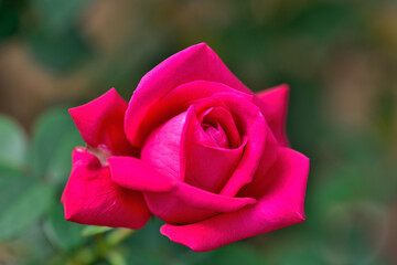 薔薇の花