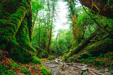 Obraz premium Forest, Yakushima, Japan, 屋久島の森