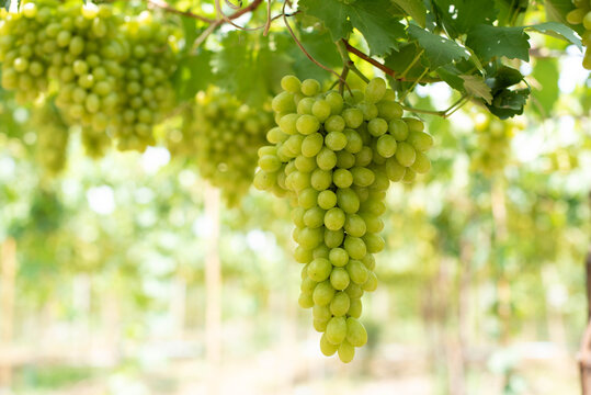 Green grapes on the vine in the vineyard. Vine and bunch of white grapes in garden the vineyard. grape farm in the north of Thailand.
