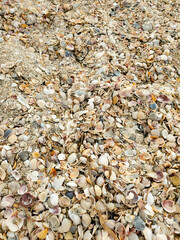 Lots of seashells on the sandy beach, top view. Close-up of beach sand with lots of shells. close-up of many small sea shells.