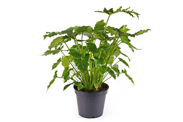 Full tropical 'Thaumatophyllum Shangri La' houseplant with long stems and lobed leaves in pot...