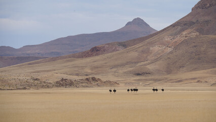 Obraz na płótnie Canvas Herd of ostrich at the Hoanib Riverbed