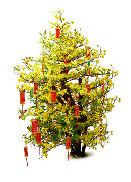 Blooming ochna tree decorated with red envelopes had Vietnamese calligraphy text means "happiness, wealth and longevity" for celebrating Lunar New Year , isolated on White background