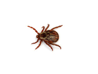 Tick isolated on white
