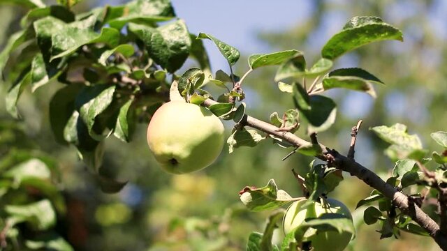Apple tree with green apples close-up in the garden or greenhouse on a Sunny day. Moistening of plants and vegetables in a home farm.