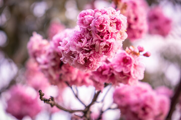 Beautiful pink tree blossom on blurred background with shallow focus