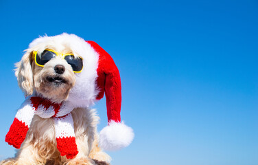 funny dog with christmas hat on isolated background