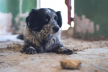 Old dog, black and white, alone, abandoned in a rural house.